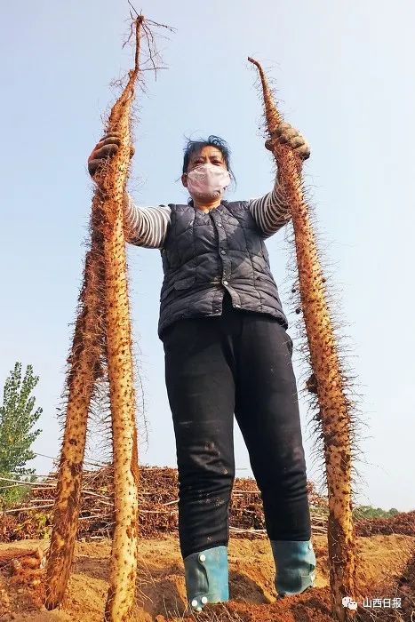 图话丨"山药之乡"大丰收!