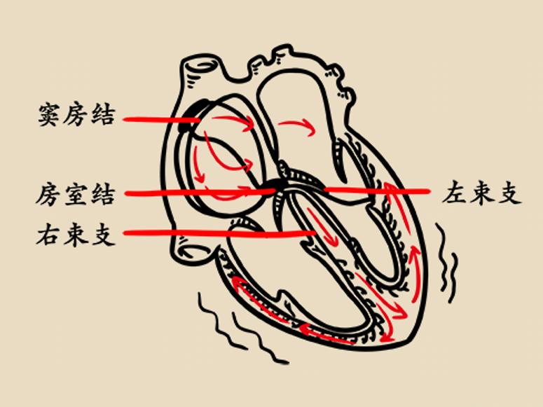 整个心脏的司令部,就是窦房结;只有它发放了电信号,心脏才跟着动.