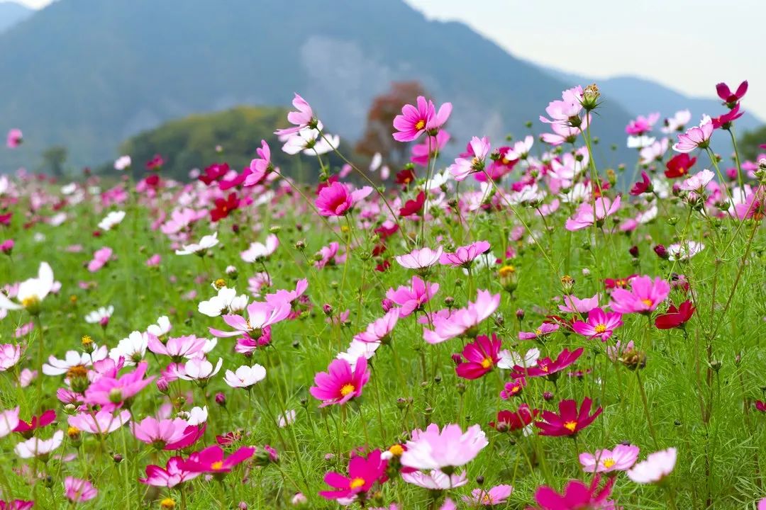 蓼子花（蓼子花开） 第1张