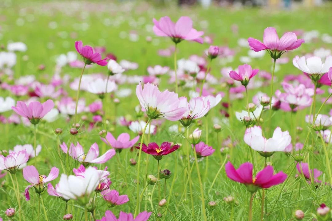 蓼子花（蓼子花开） 第3张