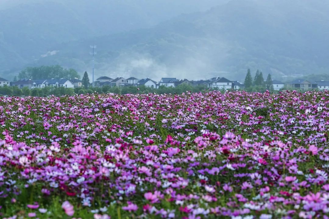 蓼子花（蓼子花开） 第4张