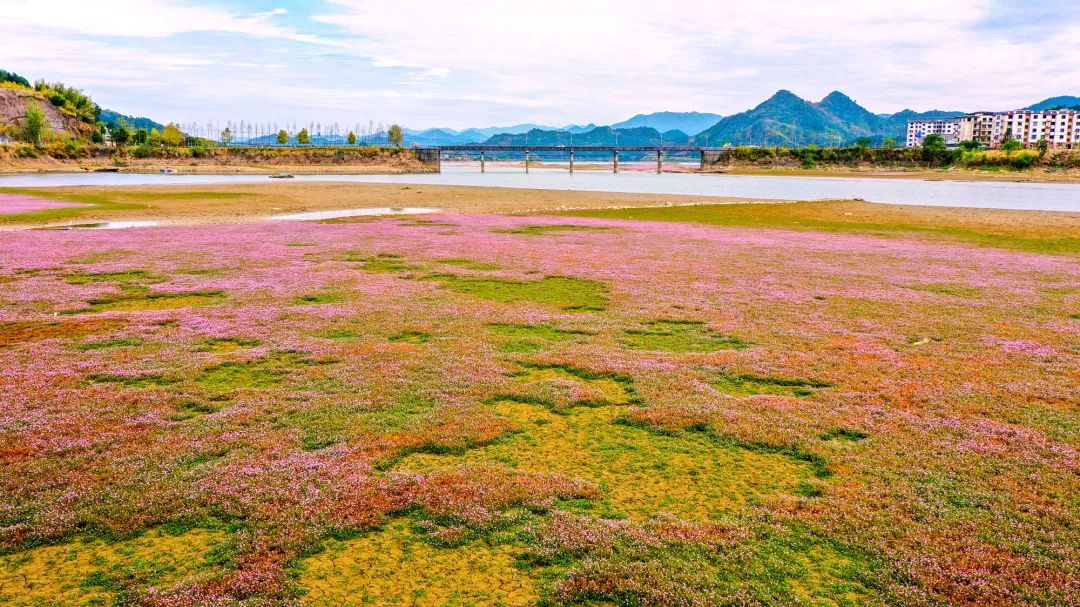 蓼子花（蓼子花开） 第16张