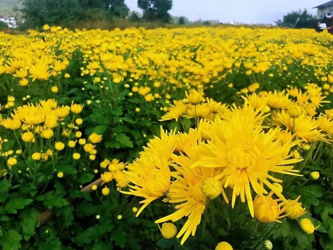 蓼子花（蓼子花开） 第19张