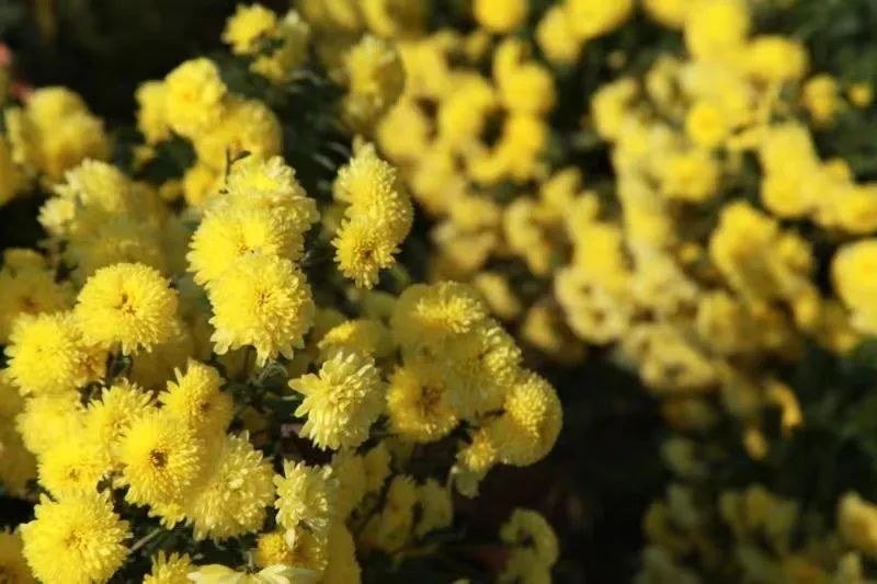 蓼子花（蓼子花开） 第20张