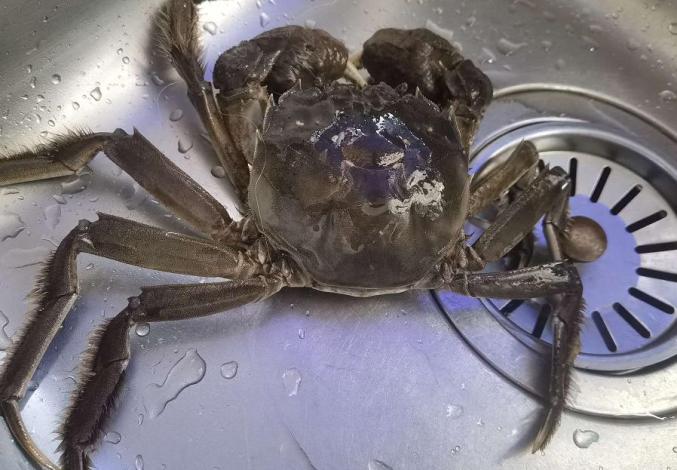 大闸蟹是大自然的馈赠,近日有网友在社交平台上称,买了俩螃蟹给孩子吃