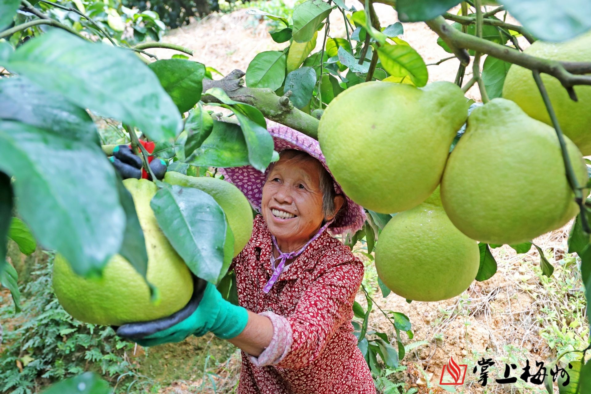 广东梅州的柚子丰收了，8棵百年以上的金柚树，吸引了全国的游客_中国_季节_时光