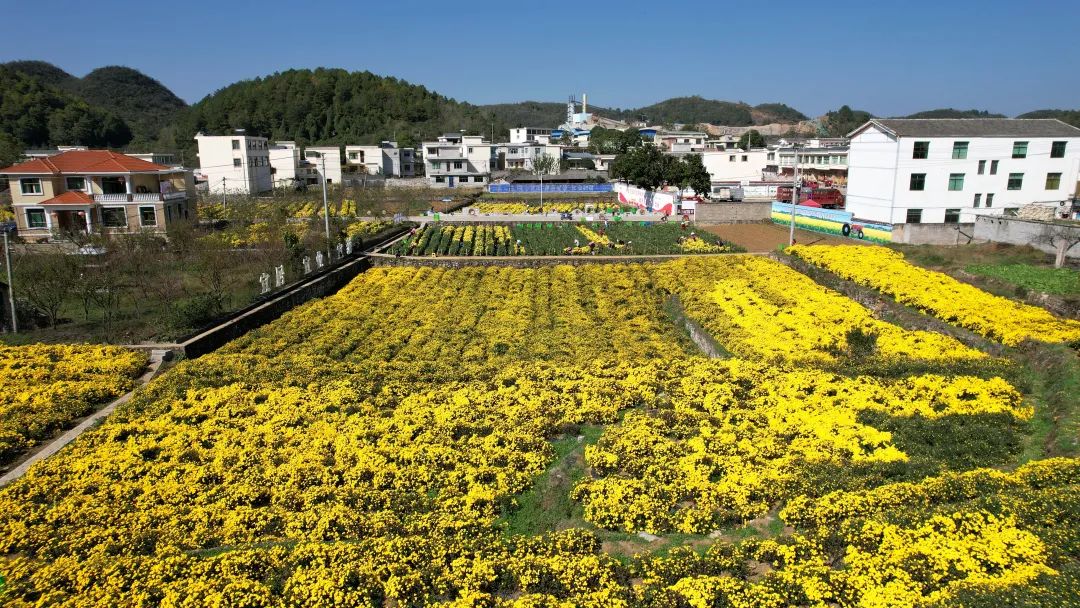 修文县洒坪镇小坝村:菊花飘香采摘忙_澎湃号·媒体_澎湃新闻-the