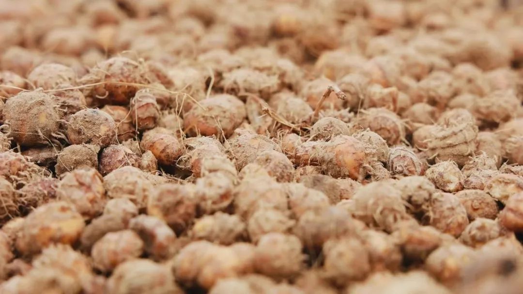 【今日最头条】河北阜城:"油莎豆"试种成功 拓宽特色种植新路子_澎湃