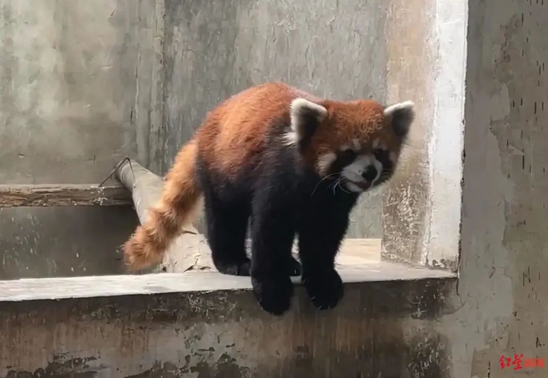 67只野生小熊猫 每只35万元 是谁在为盗猎买单