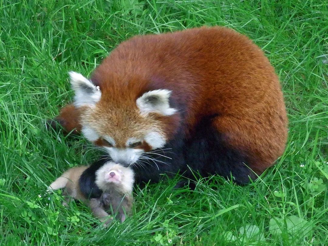67只野生小熊猫，每只35万元，是谁在为盗猎买单？