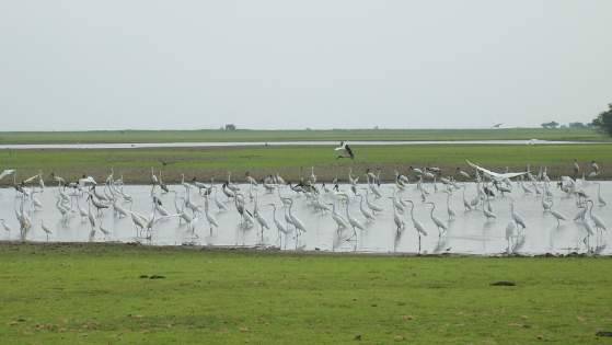 哥伦比亚将阿亚佩尔沼泽湿地列入国际重要湿地名单 | RAMSAR COP14