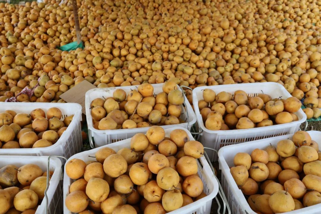 为威宁大黄梨优良原始母株发放"身份证",进行挂牌保护,既是贯彻落实党