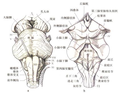 小脑中脚解剖图图片