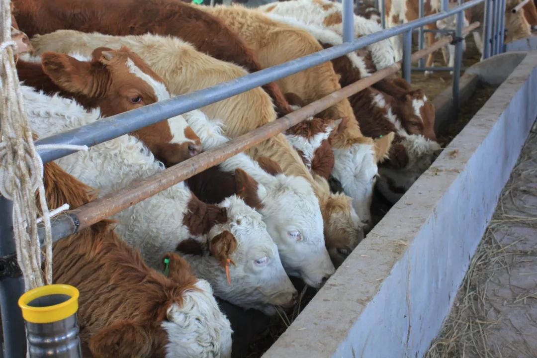 探访滇西甸中一得大牲畜交易中心！还可以牛脸识别？