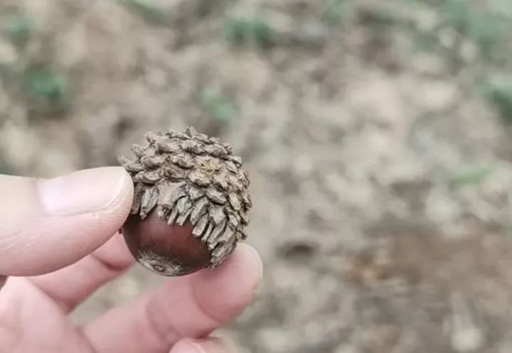 你知道吗？常吃的花生、瓜子、巴旦木……都不是坚果！