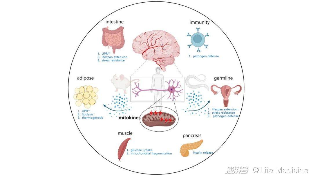 Life Med | 田烨发表跨组织线粒体应激交流与衰老和疾病相关综述