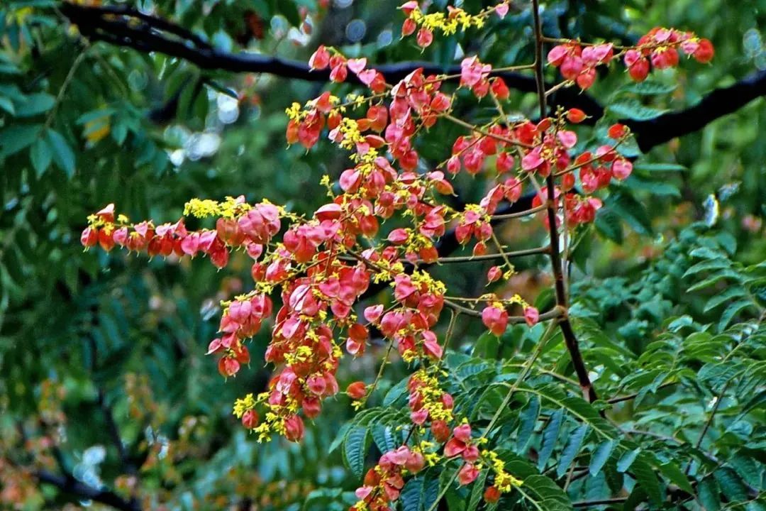 栾树花开秋正浓,带你解锁杨浦最美打卡点_澎湃号·政务_澎湃新闻-The Paper