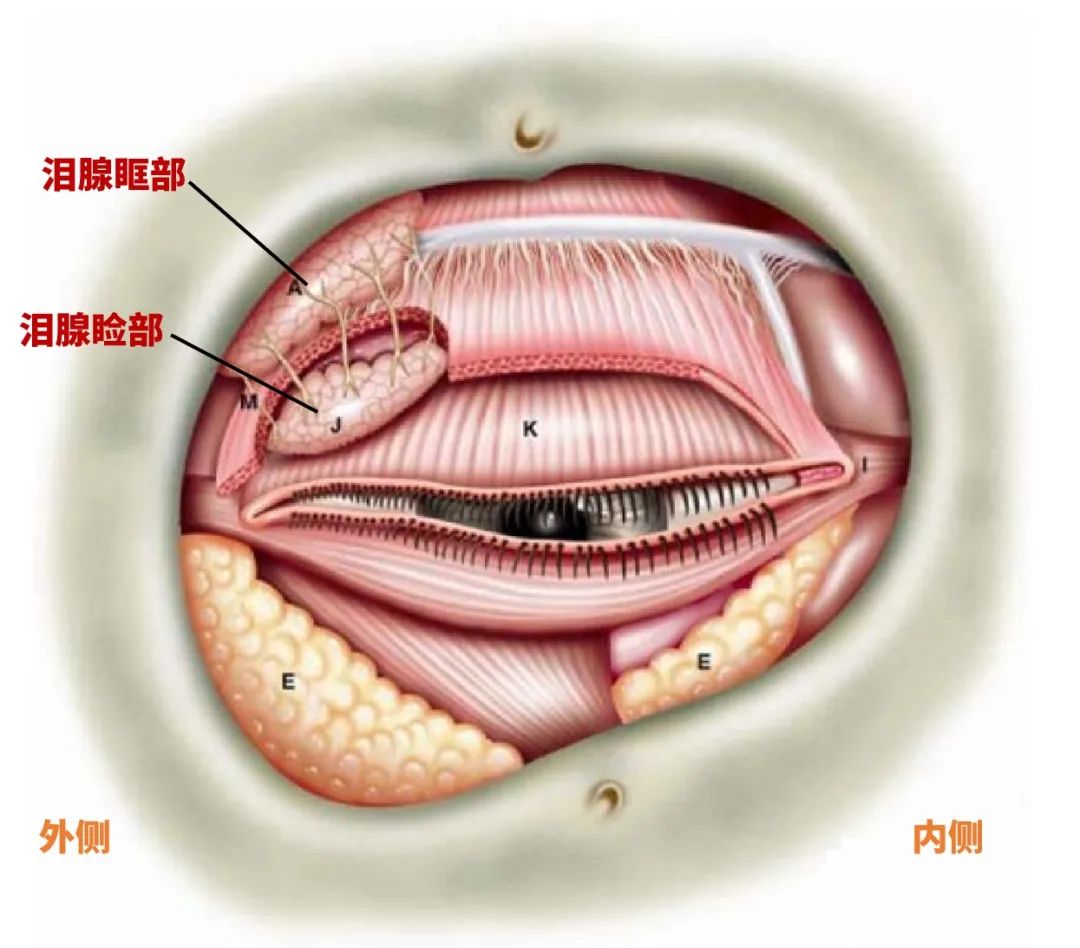 用头发通泪腺的示意图图片