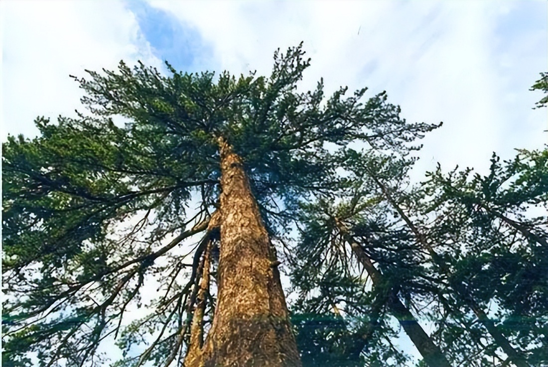 【光影漳县】贵清山三绝之奇松_澎湃号·政务_澎湃新闻-the paper