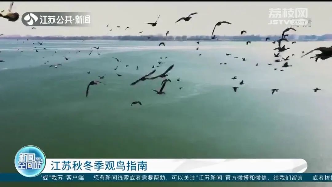 渐入深秋 江苏各地迎来首批冬候鸟_澎湃号·媒体_澎湃新闻-The Paper