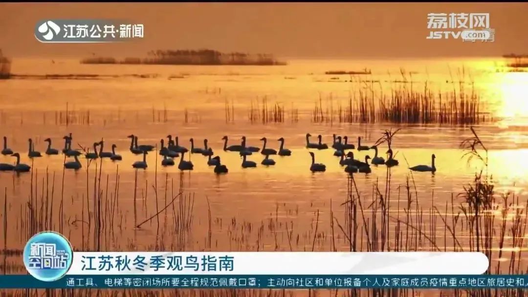 渐入深秋 江苏各地迎来首批冬候鸟_澎湃号·媒体_澎湃新闻-The Paper