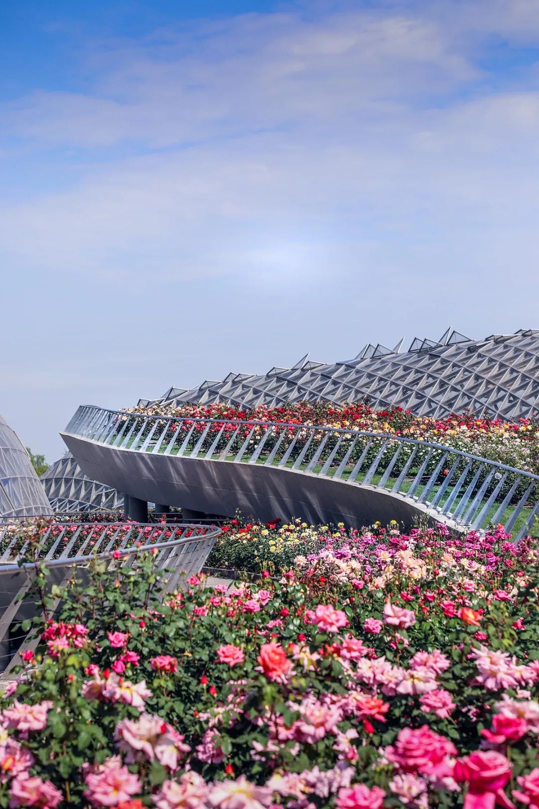 2020第十二届北京市月季文化节开幕！小编带您打卡世界月季主题园-大兴-墙根网