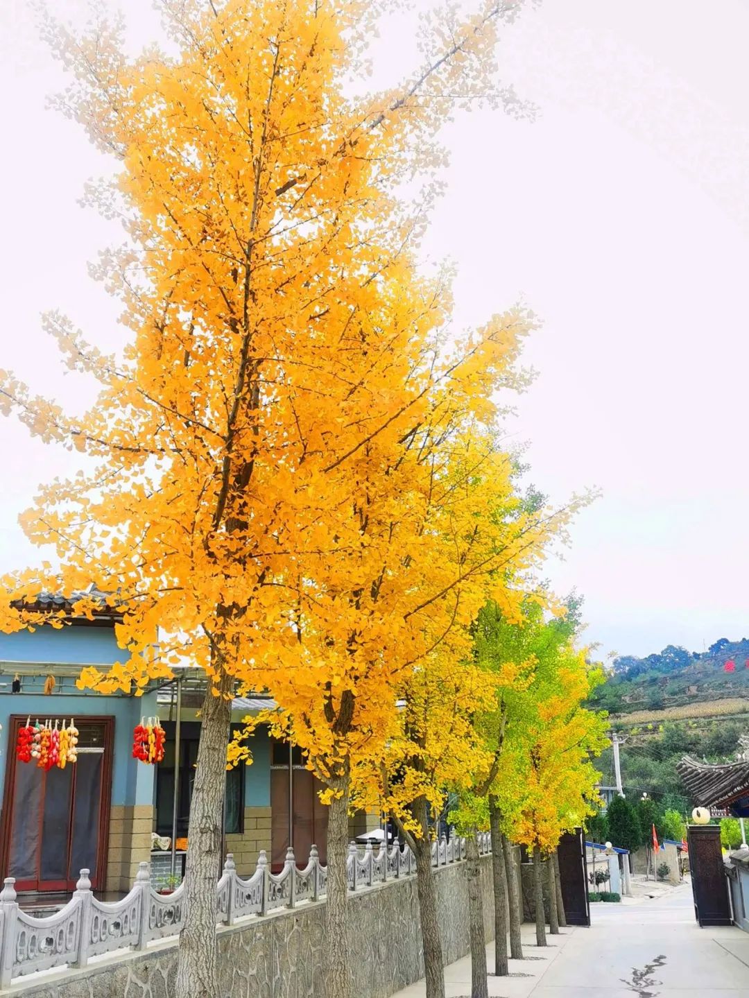 最是潋滟晚秋时 ——不一样的山楂小镇_澎湃号·政务_澎湃新闻-the