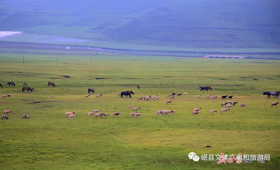 岷县:狼渡滩湿地草原风光美_澎湃号·政务_澎湃新闻-the paper