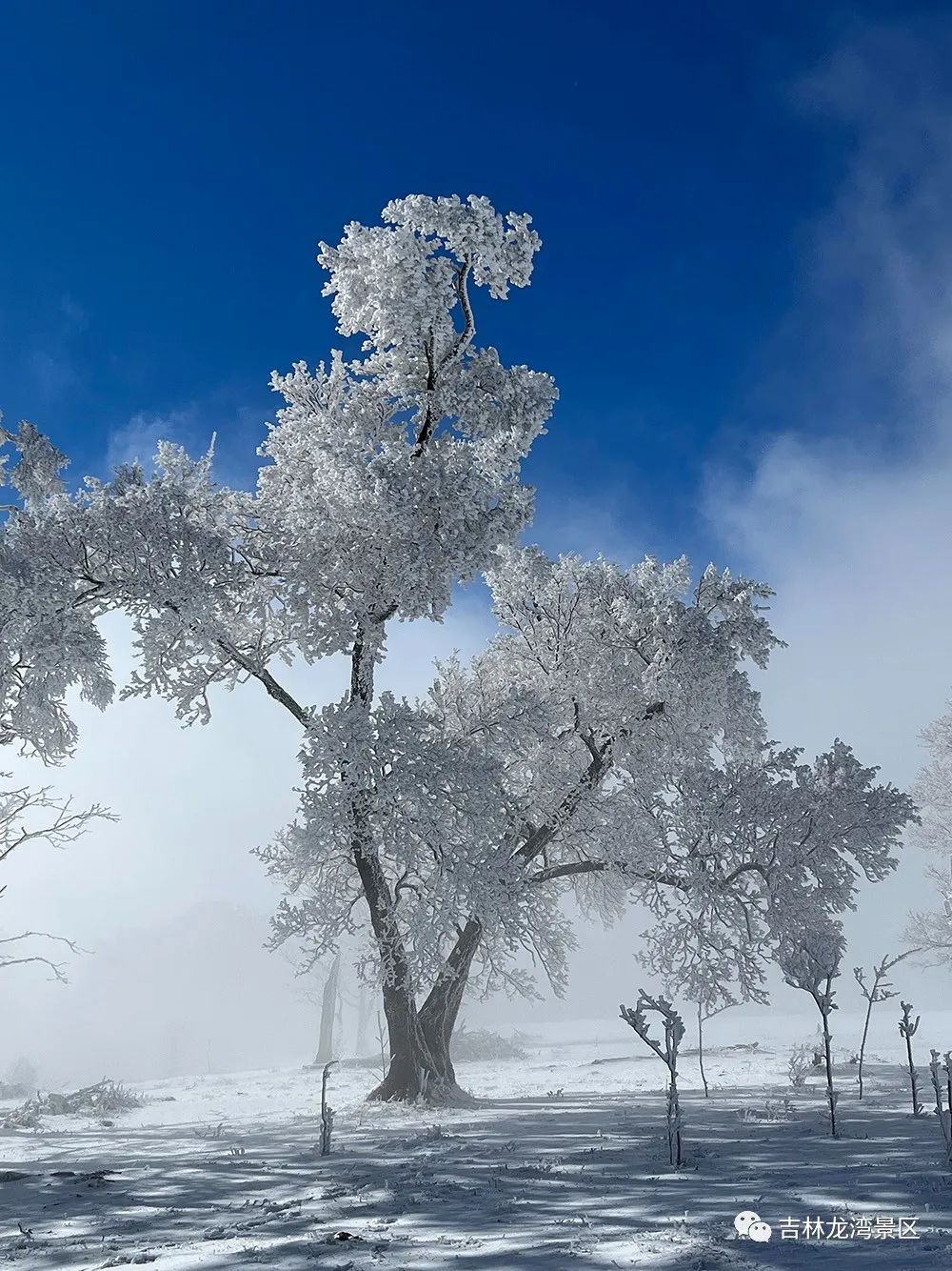 长白天下雪·燃 四方顶景区开启醉美雾凇时刻!