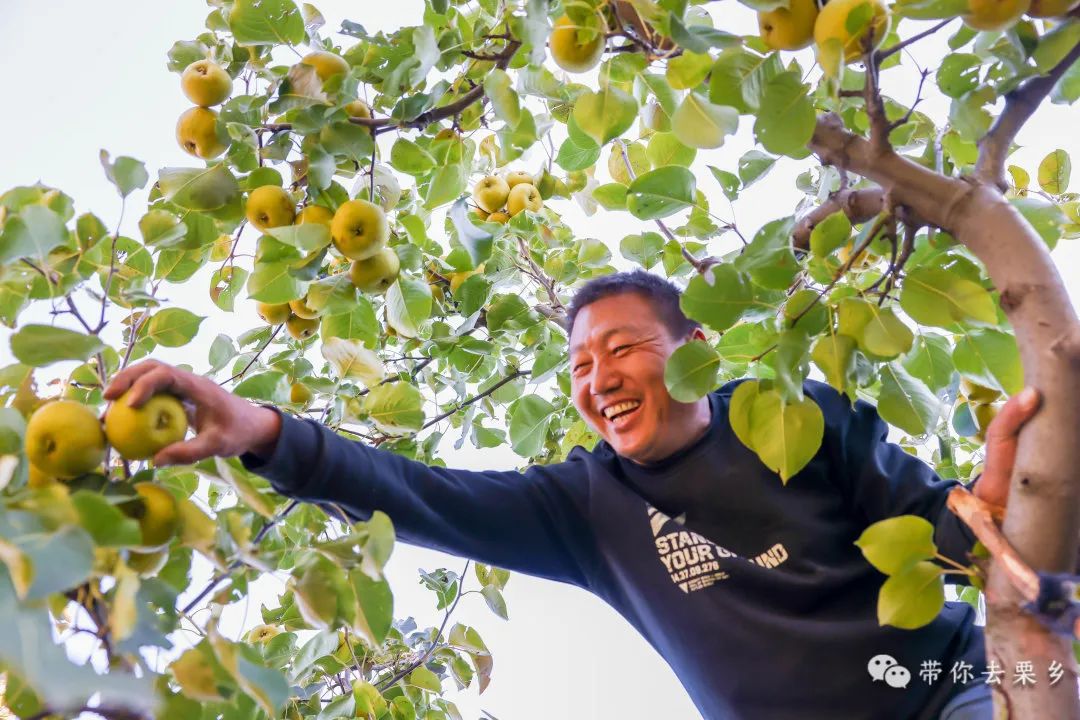 家乡的安梨