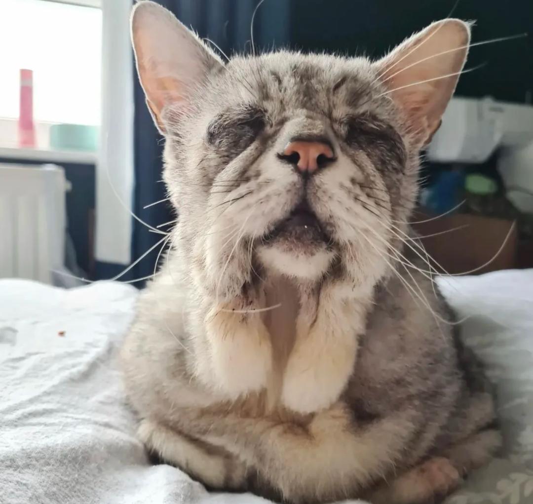 让"米其林"猫猫,治愈你的容貌焦虑