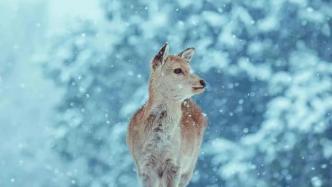 小雪 | 雪在萬物之上