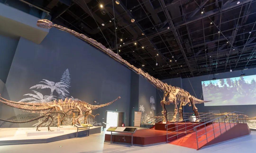 闪亮登场 | 人工与自然的交响——成都自然博物馆迎来开馆_澎湃号·政