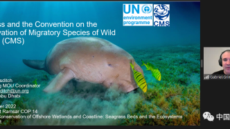 海草对迁徙物种和《保护野生动物迁徙物种公约》的重要性 | Ramsar COP14边会专家发言