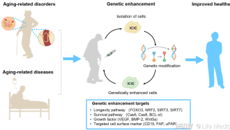 Life Med | 刘光慧等撰写遗传增强细胞干预衰老相关疾病综述