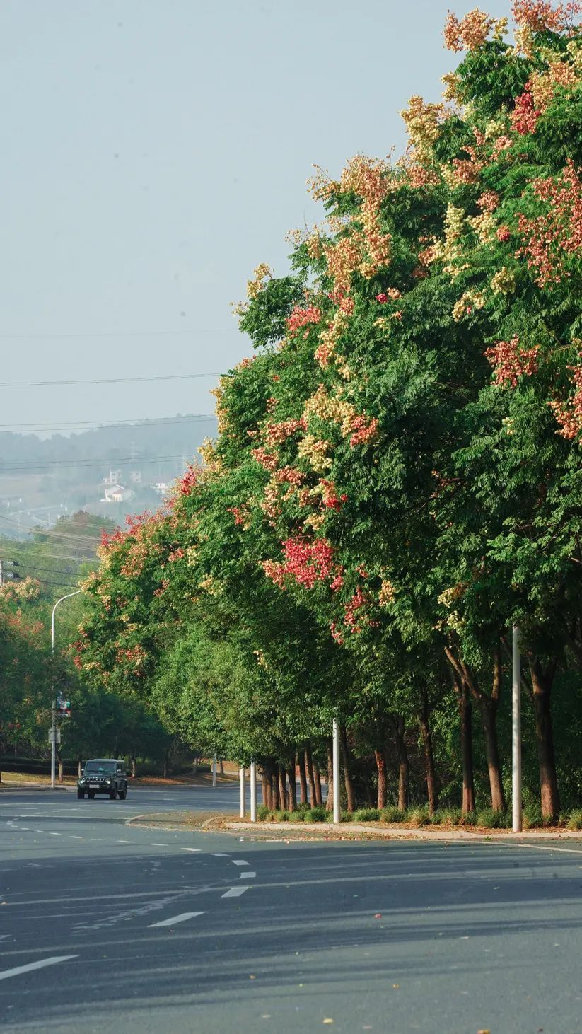 这个秋天,被义城当阳惊艳～_澎湃号·政务_澎湃新闻-the paper
