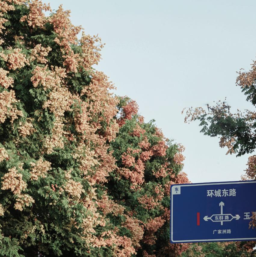 这个秋天，被义城当阳惊艳～_澎湃号·政务_澎湃新闻The Paper