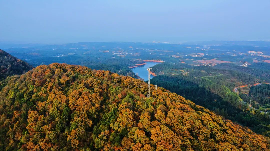 这个秋天,被义城当阳惊艳～_澎湃号·政务_澎湃新闻-the paper