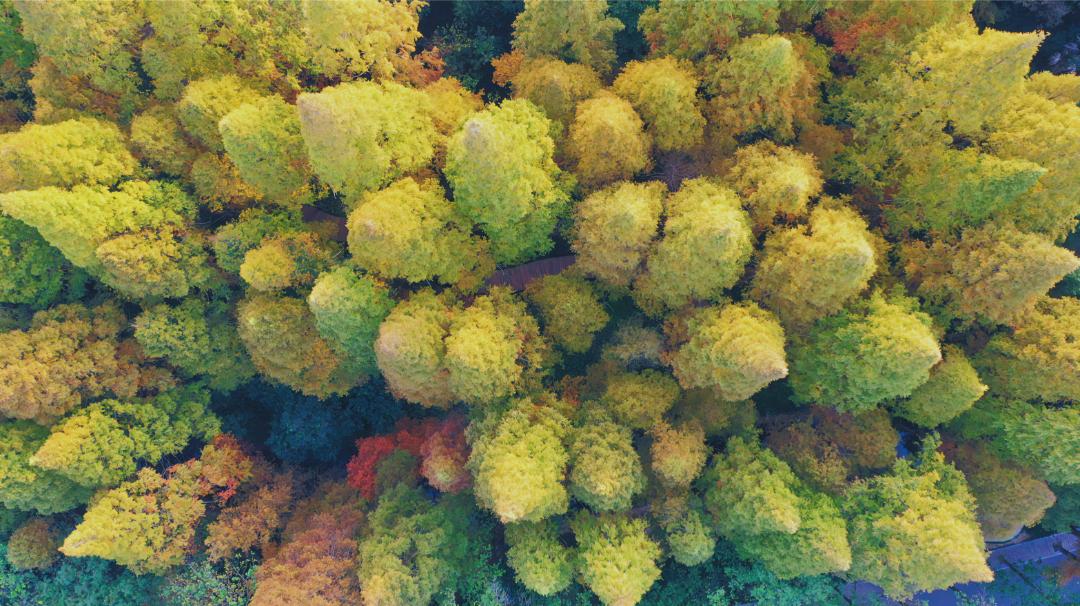 这个秋天,被义城当阳惊艳～_澎湃号·政务_澎湃新闻-the paper