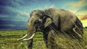 生物多样性构成了‍‍地球生命共同体，其中也包括大象 | 周道生态文明（第195讲）