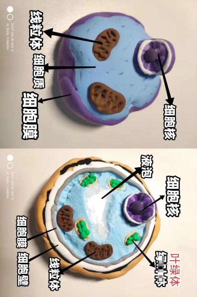 生物细胞结构图橡皮泥图片