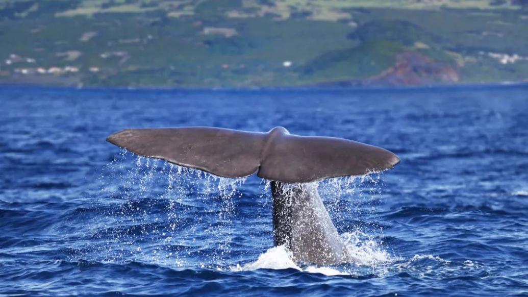 鲸类的生命奋斗史