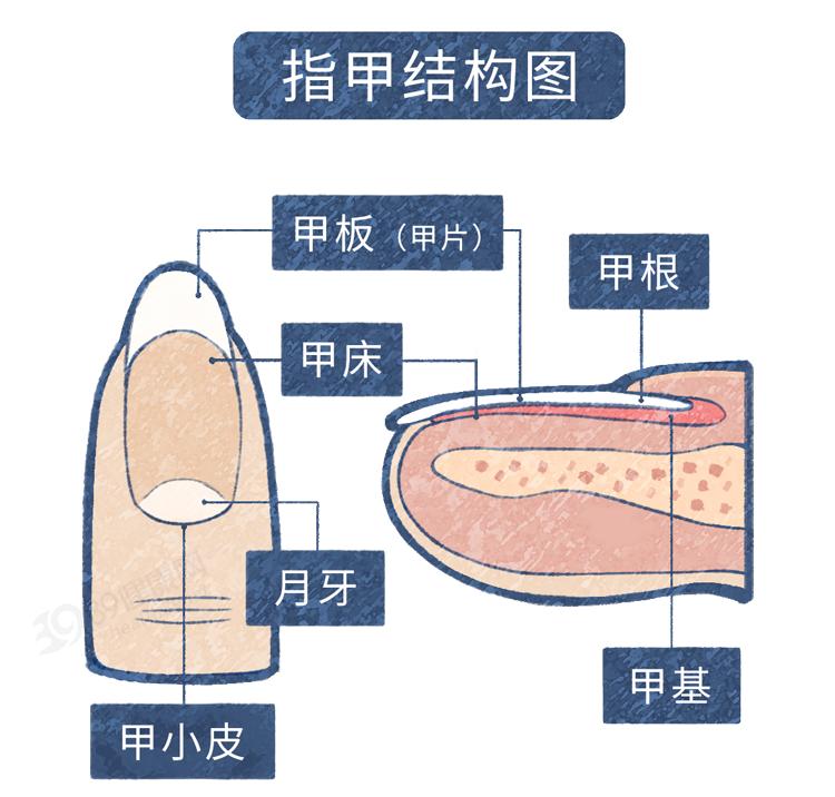 指甲刚长出时为白色,而后才慢慢转为透明色,并且指甲生长有中间快