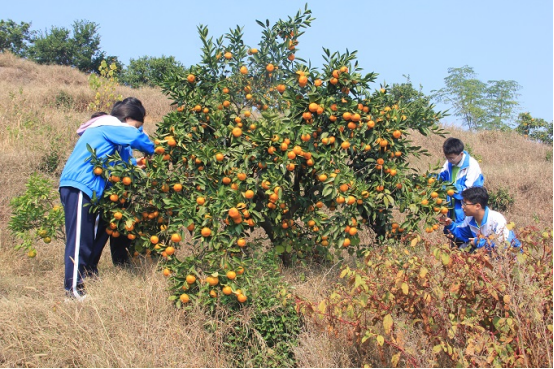 石门县第五中学:化身"小橘农",感受采橘乐