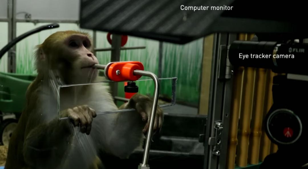 马斯克脑机接口最新演示猴子意念打字,预计6个月内人体试验