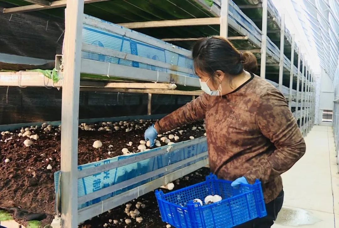 家住敖勒召其镇三段地村的高有汗,自双孢菇种植示范基地运营后,她便