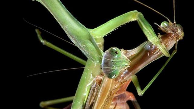 母螳螂交配后会吃丈夫，真的是为了下一代吗？