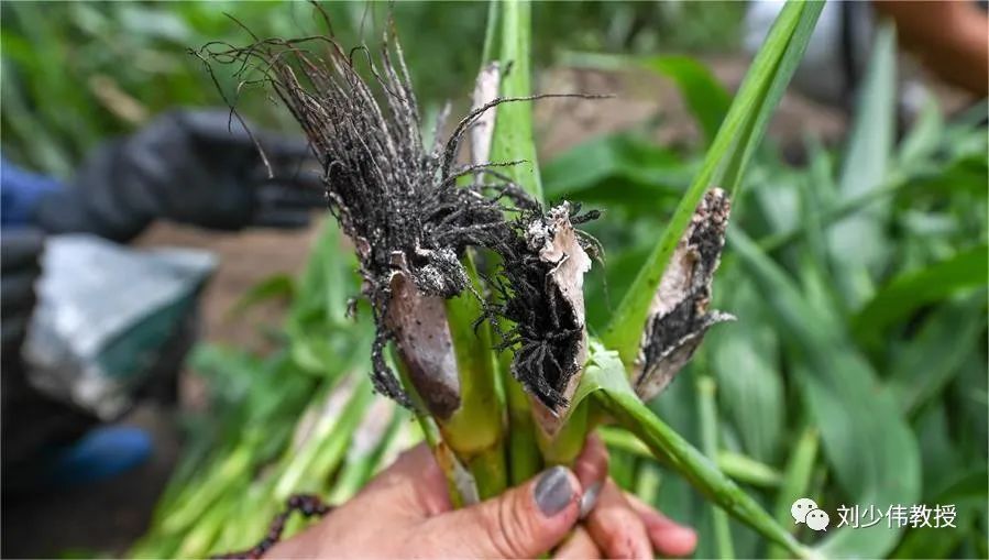 高粱坏成这样还能吃吗?_澎湃号·湃客_澎湃新闻-the paper