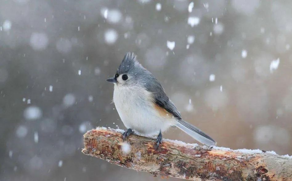 二十四节气丨今日大雪,寒意渐浓……