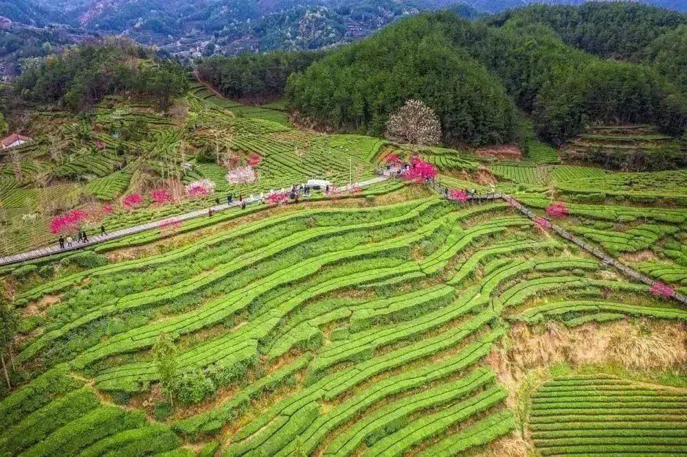 英山茶叶谷茶与爱情图片